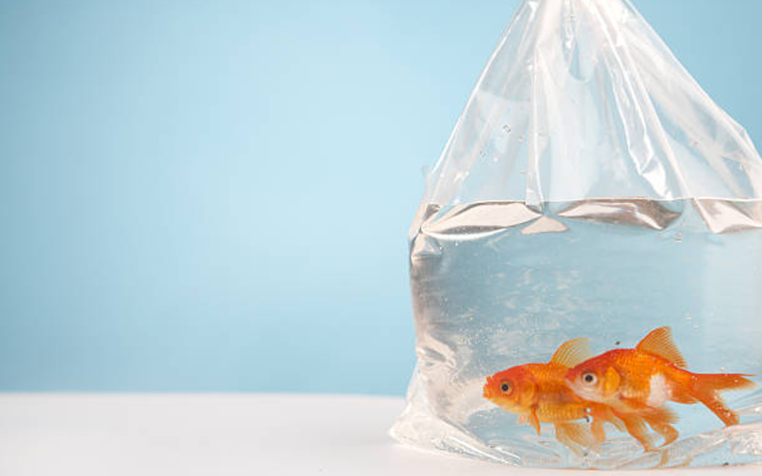 How to transport fish when moving
