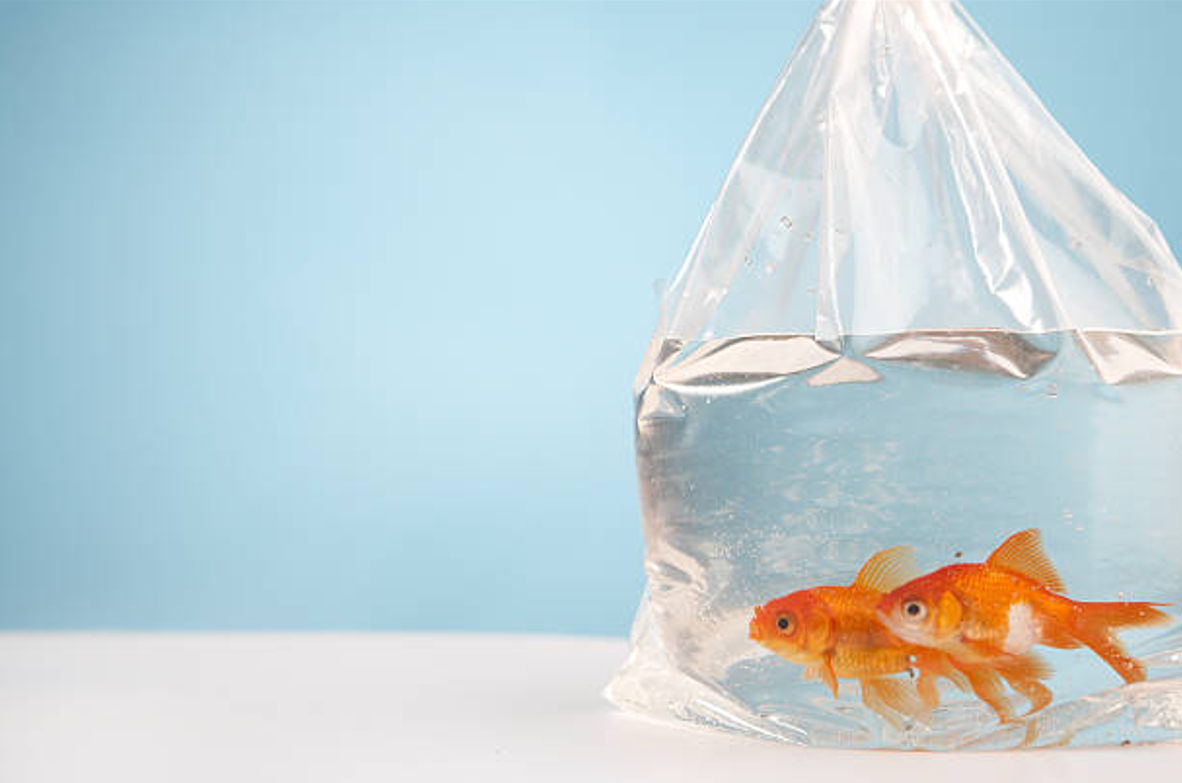 How to transport fish when moving